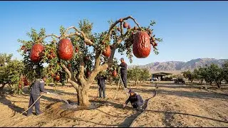 Impossible Agriculture? Growing Red Dates In The Desert Proved Us Wrong