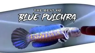 pesona channa blue pulchra