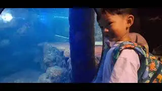 SEA WORLD ANCOL TERBARU JAKARTA || Wisata Akuarium Raksasa di Jakarta 2025 || Bang Bian Jalan Jalan