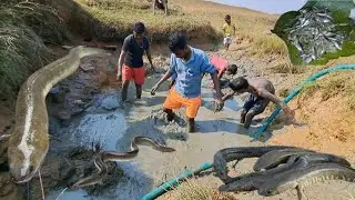 Small Fish Hunting and Cooking // Village style Recipe