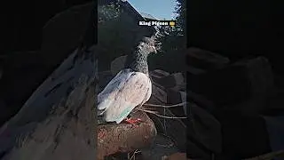👑 shabash 👑 mere 👑 sher 👑#shorts#kingpigeon #viral#trendingshorts