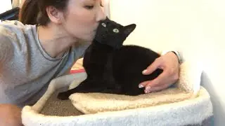 Regarding abandoned animals... what I learned from helping cats find home