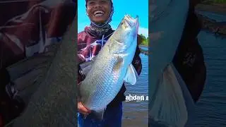 Mancing kakap putih di markas aligator #shorts