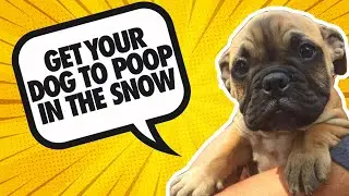 How to get your dog to POOP in the snow!