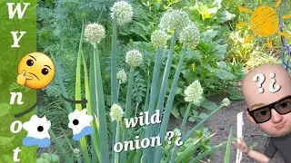 Wild Random Onion grows in my backyard... so I Harvest it !