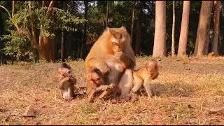 Amazing Beautiful Rose Playing With Little Babies
