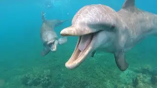 Swimming with dolphins in Roatan, Honduras!