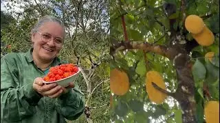 PLANTANDO PUPUNHA, FRUTA IOGURTE E ABIU, ROÇANDO A FRENTE DO SITO!#roça #plants #sitio#fruit #fruits