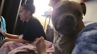 Shadow playing rough with Courtney #dogs #americanbully #microbullies 