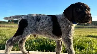 Moxie/Willie 2025 Week 6 Update Wirehaired Pointing Griffon Puppies RJS