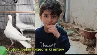 White pigeons ko entery choto ki batain