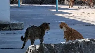 William Had Words with Harry 😼 | Blind Cats Sorting Things Out