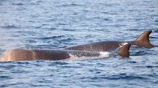 Northern bottlenose whale / Andarnefja