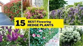 Top 15 Most Popular Flowering Hedge Plants.|FLOWERING HEDGE | #hardyplant