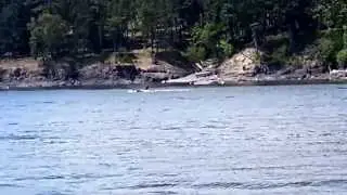 Transient orcas + calf! San Juan Islands
