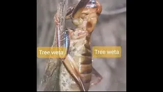 Tree Weta / Parktown prawn(Indian).