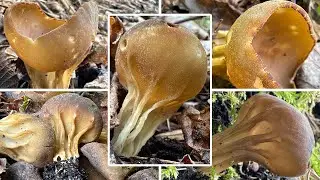 Hochgerippte Becherlorchel essbar? Verwechslung & Portrait | Helvella acetabulum