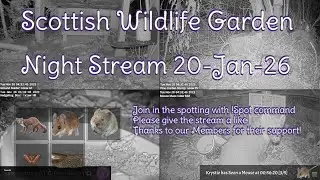 Night Stream January 20th 2026 | Bird Feeders, Wildlife Cameras Scotland UK from SWG