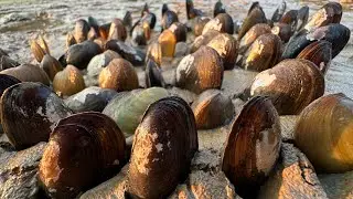 Wow amazing fishing ! A lot of clamps in mud dig by hand fisherman 