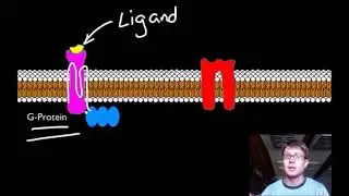 GSMK Bozeman Science Animation: Signal Transduction Pathways