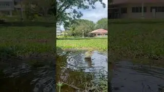 Enjoying nature&rsquo;s water #ducklingadventures
