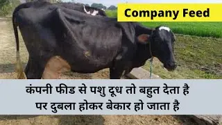 Company #Feed WhatsApp 9871584101  Company feed se pashu duble ho jate hain? Commercial Dairy Feed