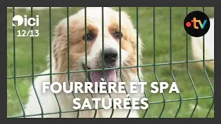 Saturées à cause des abandons en été, fourrière et SPA appellent à la responsabilité