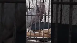 мы вам споем веселенькую колыбельную! Спокочи!