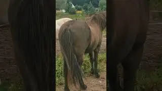 Beautiful Horse Love Moment 🐴 । Affectionate Bond Between Two Horses