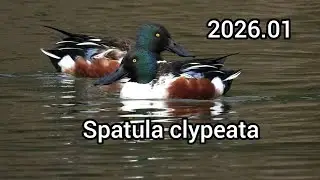 ハシビロガモ鳴き声 (Spatula clypeata) - カモの鳴き声 / Northern shoveler sounds / 公園のカモ じゅん菜池緑地 / 2026年1月