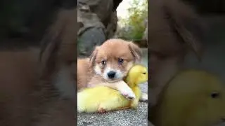 Adorable Puppy Duck Love,  Together keeping warm💖