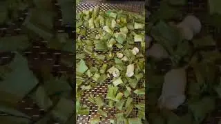 Dehydrating Green Onions! #greenonion #onion #dehydrator #longtermstorage #shorts