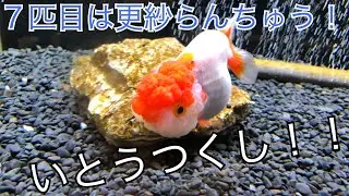 7匹目は更紗らんちゅう！ 〜メイン水槽久しぶりの導入〜