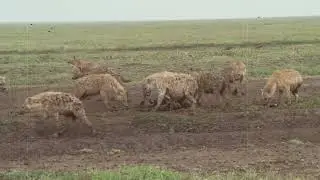 Hyena fighting over the hunted meat
