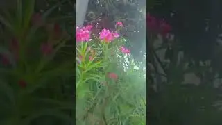 The Beauty and Meaning of Pink Roses 🌹 #pinkflowers #flowers #flowergarden