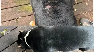 American bully: MTG for hotspots/itching on dogs. Before and after. Why waste $ @the vet