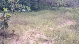 YouTube  Easy Deep Hole Quail & Bird Trap Using PVC And Plastic Buckets - The Best Quail Trap With
