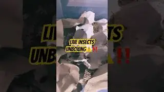 Bugbites Live Insects Unboxing #unboxing #shorts #trending #aquarium #viral #aquascape #aquarium