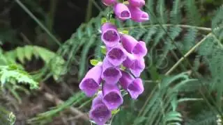 Foxglove (HD Stock footage)