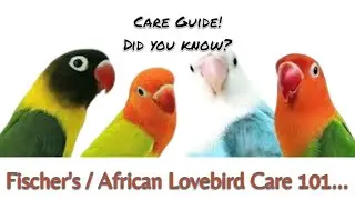 Fischer's / African Lovebird Care 101
