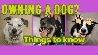 OWNING A DOG | Things to  Know Before Getting a Puppy