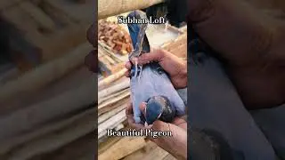 #pigeon #pigeon #viralvideo #bird #youtube #bird #bird #pigeon #trending #youtubeshorts #bird #bird