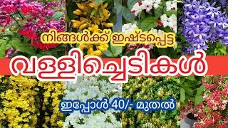 Flowering Plants (Climbing ) from Rs 40/-                  Watsapp 8078209295
