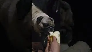 eat healthy #trendingnow #naamchalesong #banana #diet #dog #puglife #pug #dailyvlog #new #dogshorts