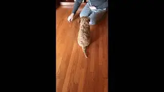 LOUIE - ALD - Australian Labradoodle -Training sessions