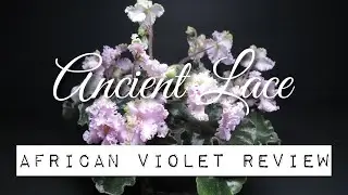 ANCIENT LACE - African Violet Review