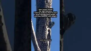 thank you bird nerds for being here #birds #woodpecker #naturecore