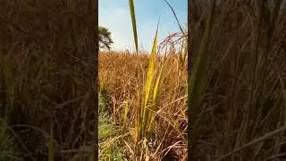 RICE FARM IN WEST BENGAL 🎋#SHORTS #RICE #ROHANISOP