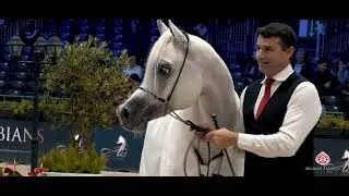 AHWC 2020 - Teaser