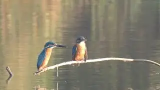 love song of a common kingfisher couple.. #kingfisher #couple #love #bird